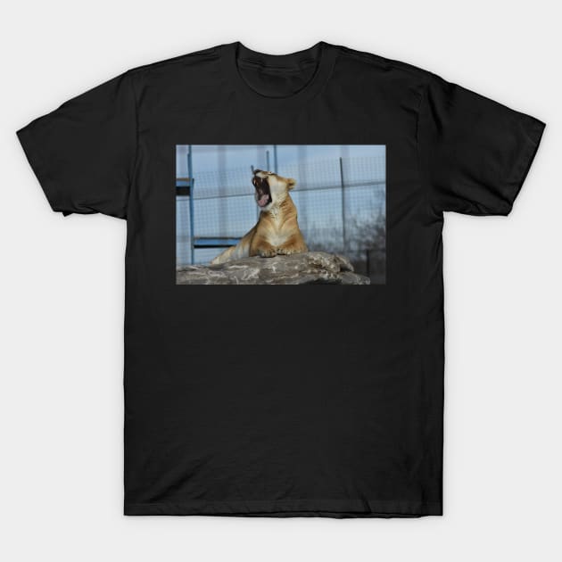 Yawning Liger T-Shirt by MarieDarcy